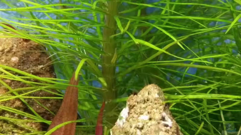 Pflanzen im Aquarium Zen Artist von Hanni Zosel (13)