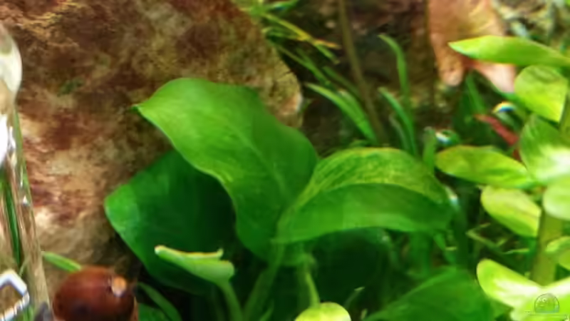 Pflanzen im Aquarium Zen Artist von Hanni Zosel (15)