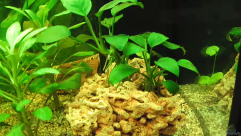 Pflanzen im Aquarium Zillmer von Eike-Helgo Zillmer (5)