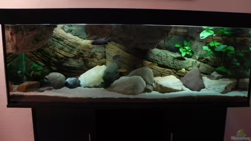 Pflanzen im Aquarium Zu Verkaufen !!! von Sternenseeträumer (17)