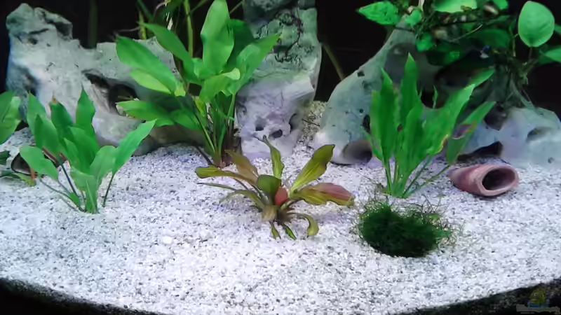 Pflanzen im Aquarium zukünftiges Diskusbecken von mirko1411 (2)