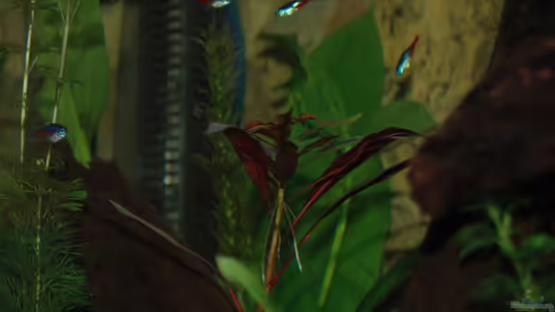 Pflanzen im Aquarium Zur feuchten Flosse von marciii1985 (3)