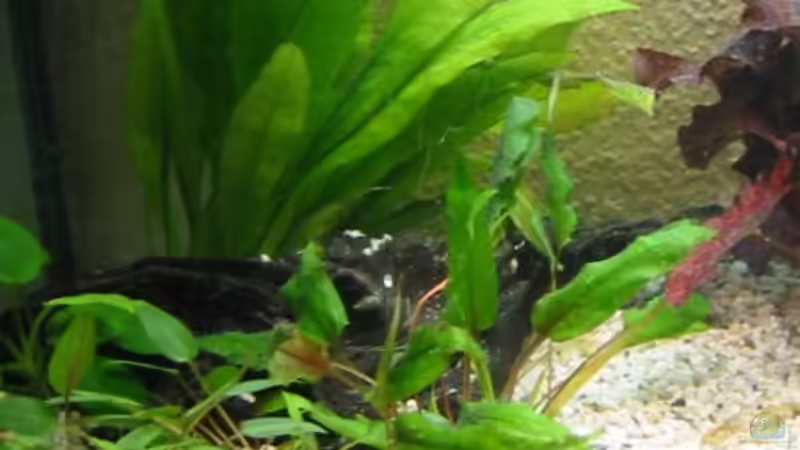 Pflanzen im Aquarium Zwergkugelfisch-Artbecken von Christina Studt (11)