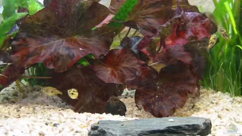 Pflanzen im Aquarium Zwergkugelfisch-Artbecken von Christina Studt (12)