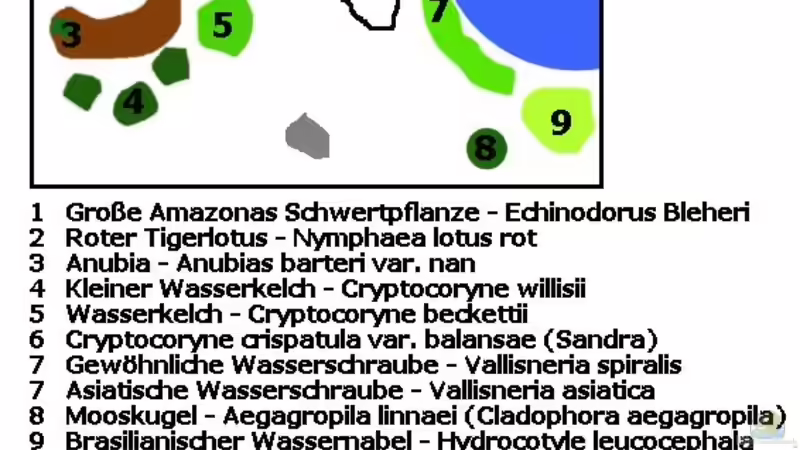 Pflanzen im Aquarium Zwergkugelfisch-Artbecken von Christina Studt (13)