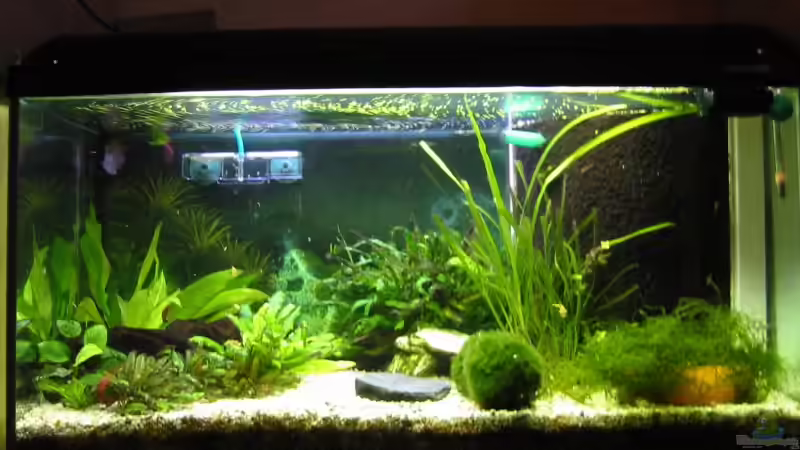 Pflanzen im Aquarium Zwergkugelfisch-Artbecken von Christina Studt (14)