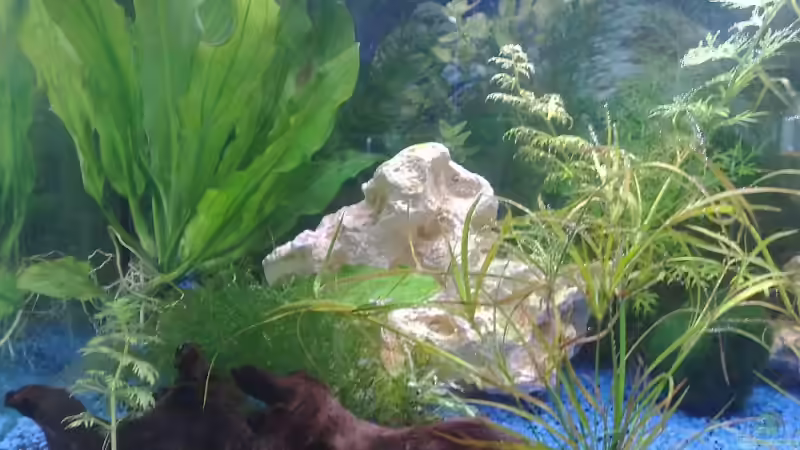 Pflanzen im linken Teil - hinten die Schwertpflanze von *~Betty~* (6)