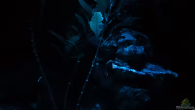 Pflanzen im Mondlicht von William (7)