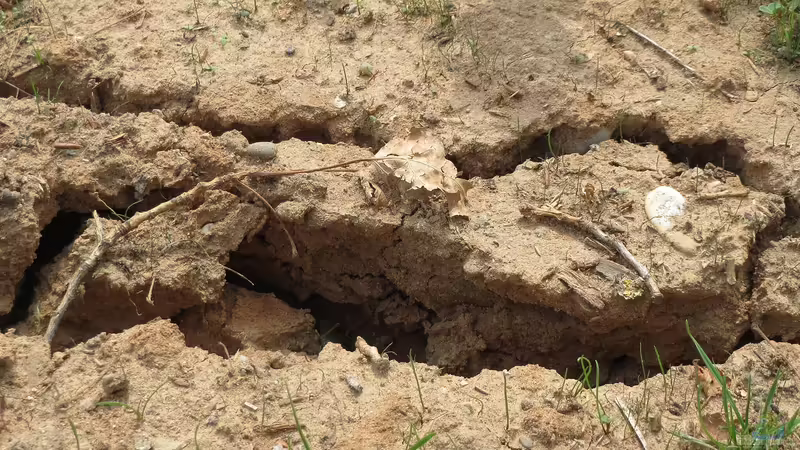 Pflanzen im sandigen oder tonhaltigen Boden: Welche Optionen bleiben?