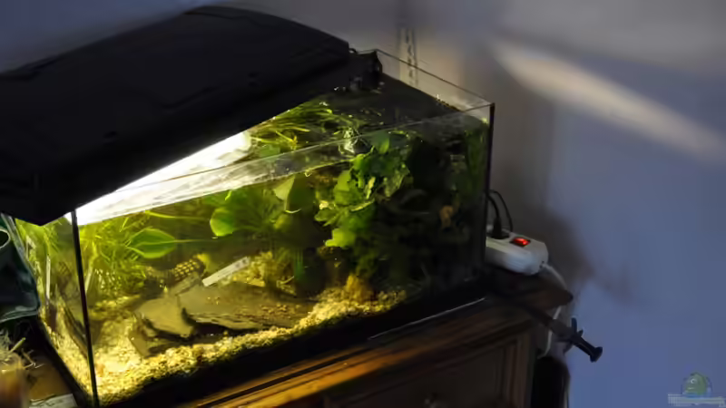 Pflanzen im Schneckenbecken  von Salmlerdream (7)