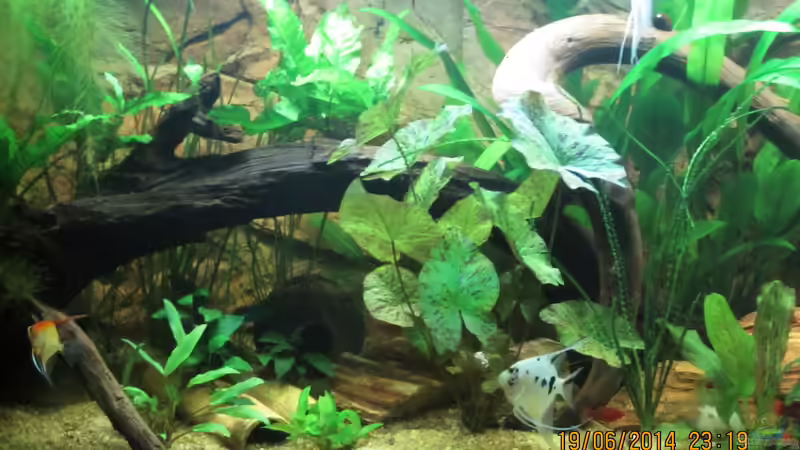 Pflanzen im Südamerikabecken von Ottche (66)