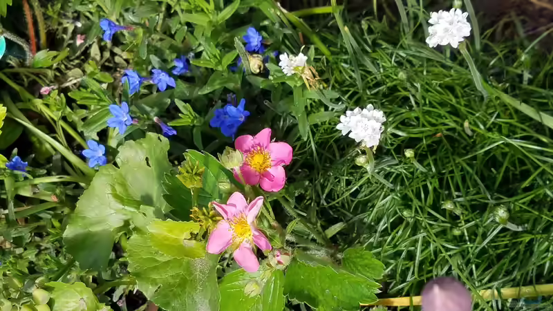 Pflanzen im Teich Gartenteich Werneke von Smo (10)