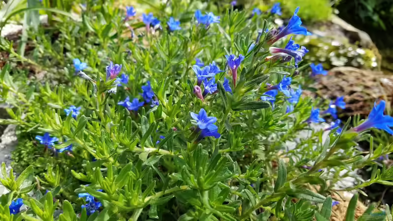 Pflanzen im Teich Gartenteich Werneke von Smo (13)