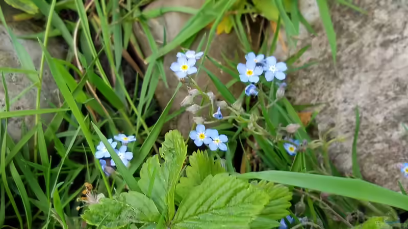 Pflanzen im Teich Gartenteich Werneke von Smo (14)