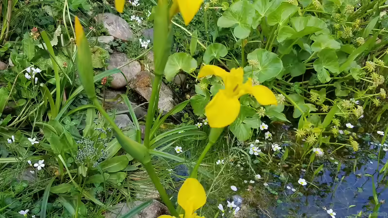 Pflanzen im Teich Gartenteich Werneke von Smo (5)