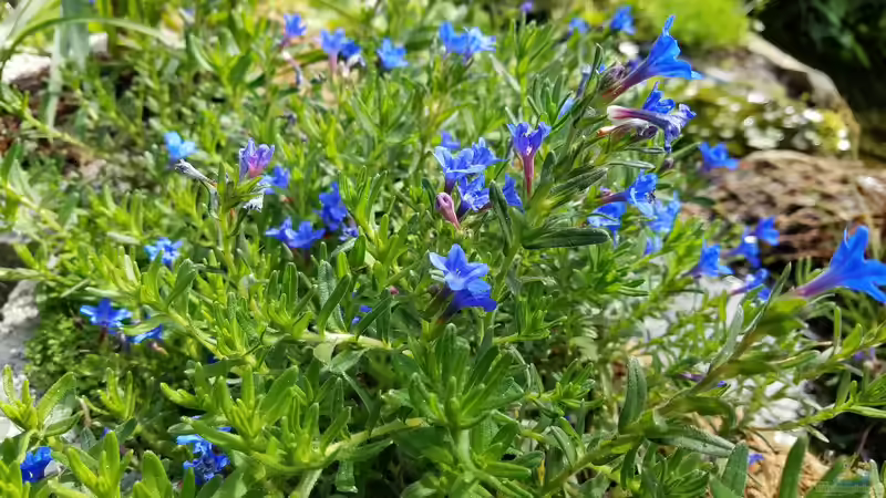 Pflanzen im Teich Gartenteich Werneke von Smo (9)