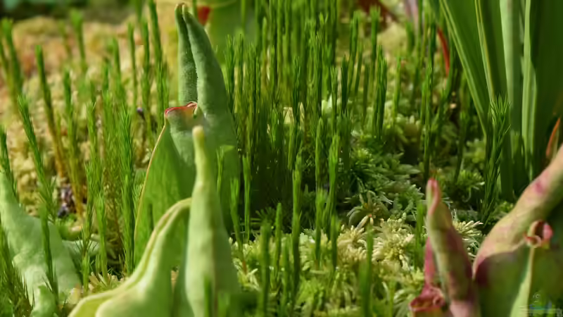 Pflanzen im Teich Hochmoor-Beet von Junglist (11)