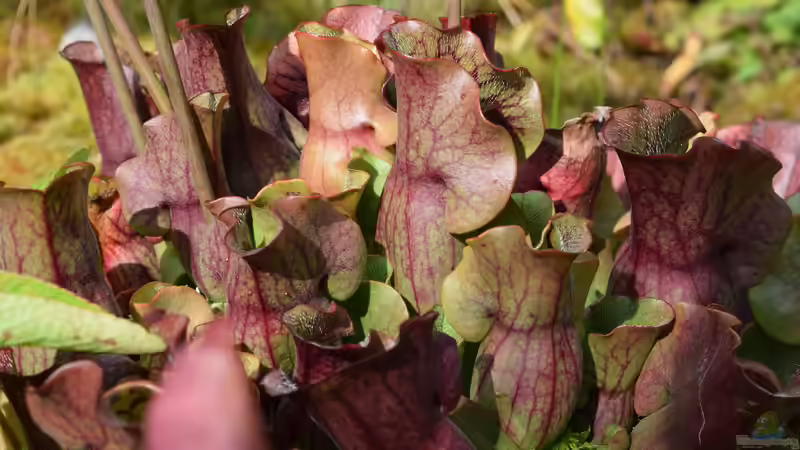 Pflanzen im Teich Hochmoor-Beet von Junglist (12)