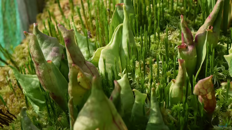 Pflanzen im Teich Hochmoor-Beet von Junglist (13)