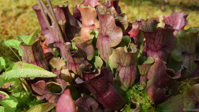Pflanzen im Teich Hochmoor-Beet von Junglist (14)