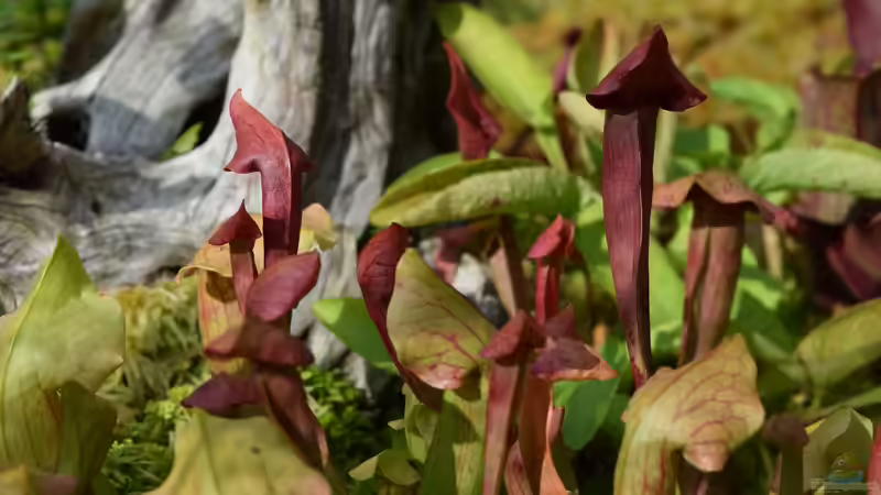 Pflanzen im Teich Hochmoor-Beet von Junglist (15)