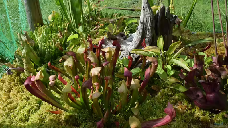 Pflanzen im Teich Hochmoor-Beet von Junglist (17)