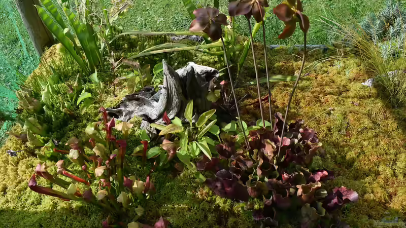 Pflanzen im Teich Hochmoor-Beet von Junglist (18)