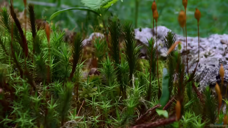 Pflanzen im Teich Hochmoor-Beet von Junglist (19)
