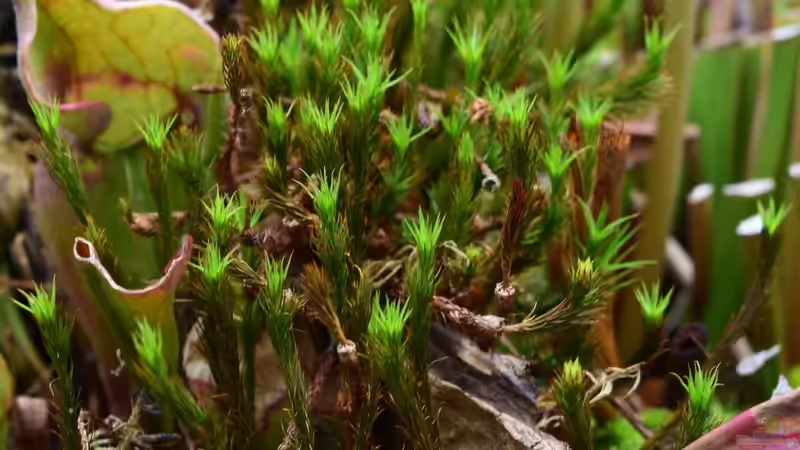 Pflanzen im Teich Hochmoor-Beet von Junglist (20)