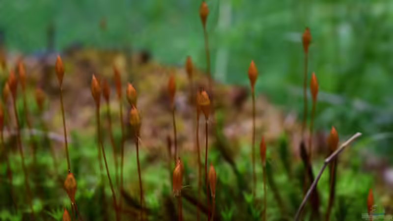 Pflanzen im Teich Hochmoor-Beet von Junglist (26)