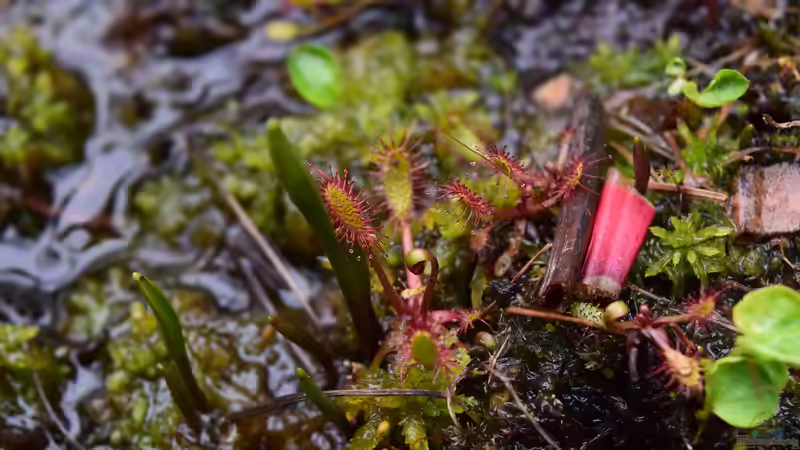 Pflanzen im Teich Hochmoor-Beet von Junglist (27)