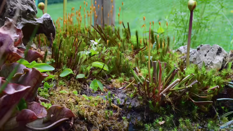 Pflanzen im Teich Hochmoor-Beet von Junglist (29)