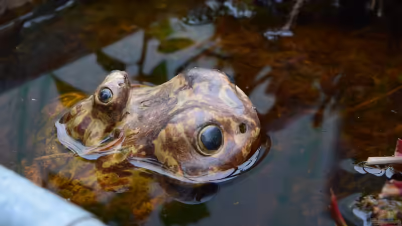 Pflanzen im Teich Hochmoor-Beet von Junglist (30)