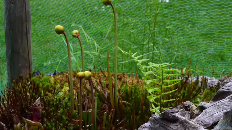 Pflanzen im Teich Hochmoor-Beet von Junglist (31)