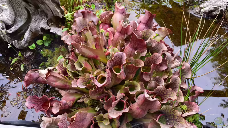 Pflanzen im Teich Hochmoor-Beet von Junglist (32)