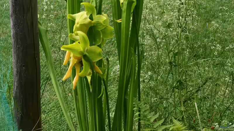 Pflanzen im Teich Hochmoor-Beet von Junglist (34)