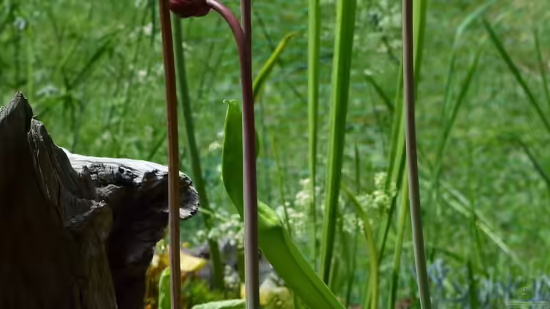 Pflanzen im Teich Hochmoor-Beet von Junglist (35)