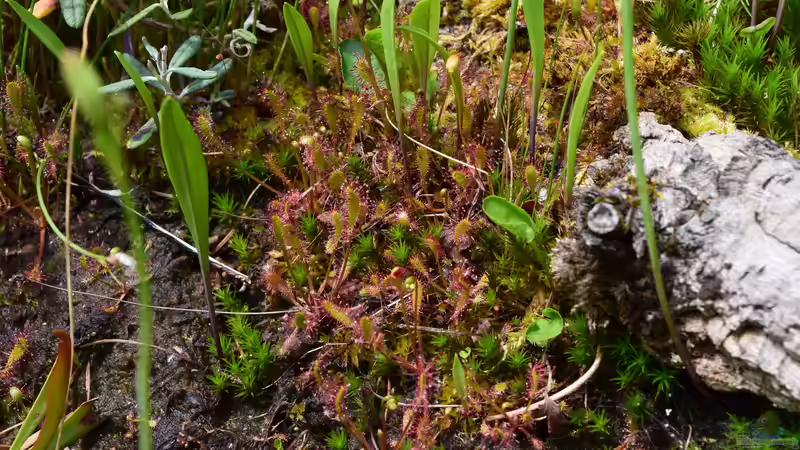Pflanzen im Teich Hochmoor-Beet von Junglist (36)