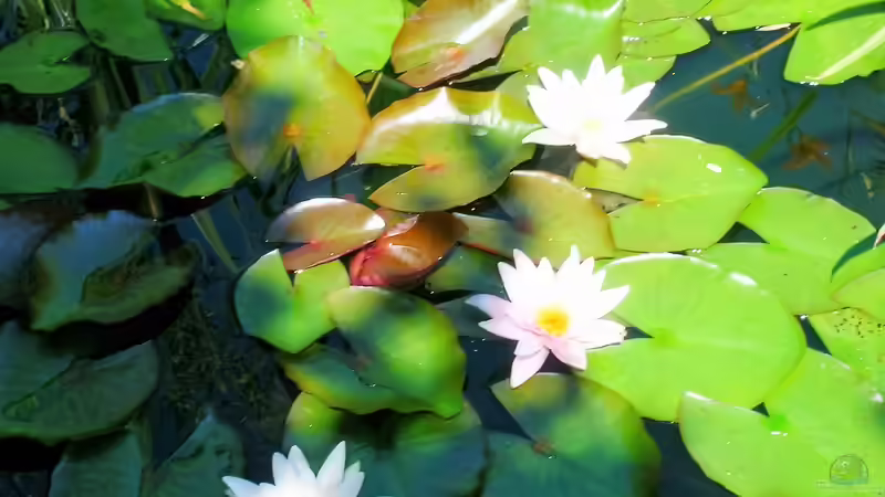 Pflanzen im Teich mein kleiner Gartenteich von odin 68 (5)