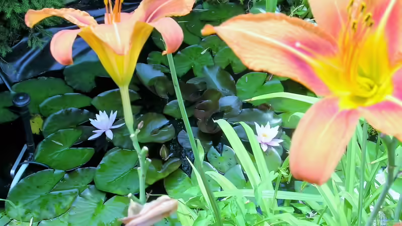 Pflanzen im Teich mein kleiner Gartenteich von odin 68 (6)