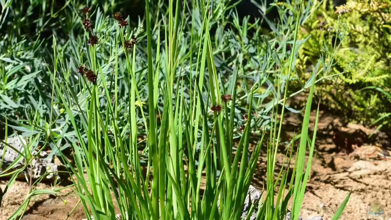 Pflanzen im Teich Mini-Teich von Junglist (7)