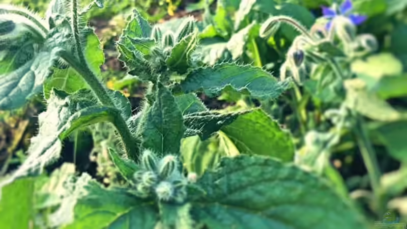 Pflanzen im Teich Naturteich von Caro (4)