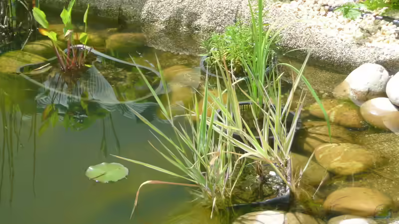 Pflanzen im Teich Teich von Sissifischlein (11)
