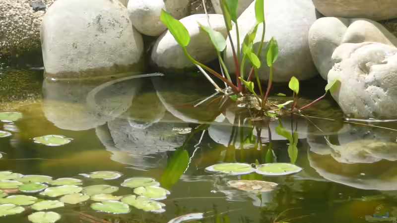 Pflanzen im Teich Teich von Sissifischlein (6)