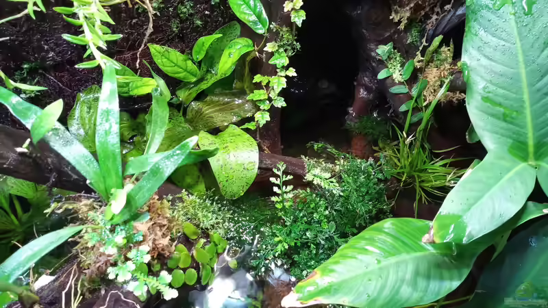 Pflanzen im Terrarium Amazonas von Junglist (16)