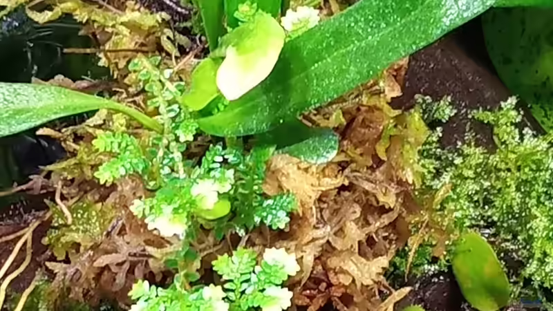 Pflanzen im Terrarium Amazonas von Junglist (17)