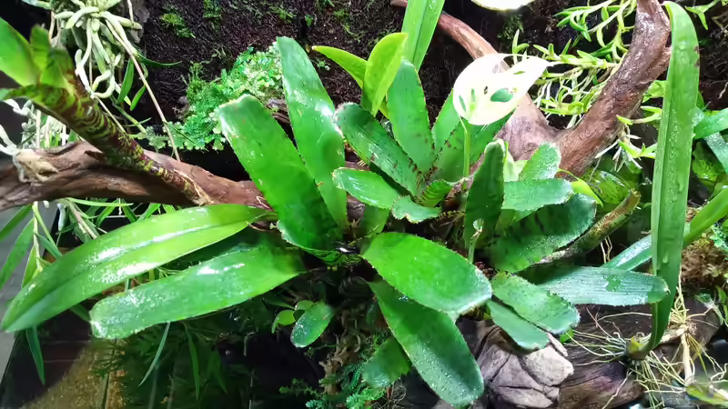 Pflanzen im Terrarium Amazonas von Junglist (19)