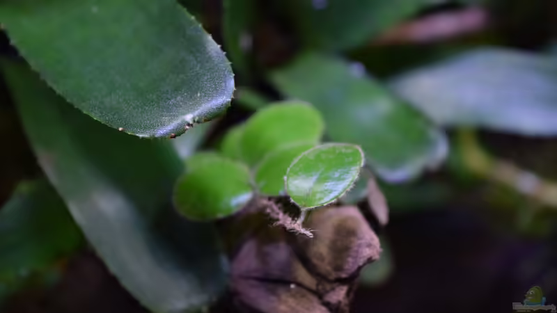 Pflanzen im Terrarium Amazonas von Junglist (21)