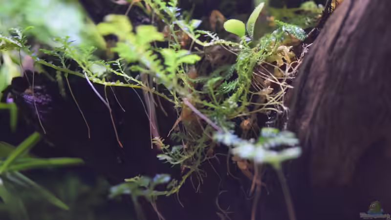 Pflanzen im Terrarium Amazonas von Junglist (25)