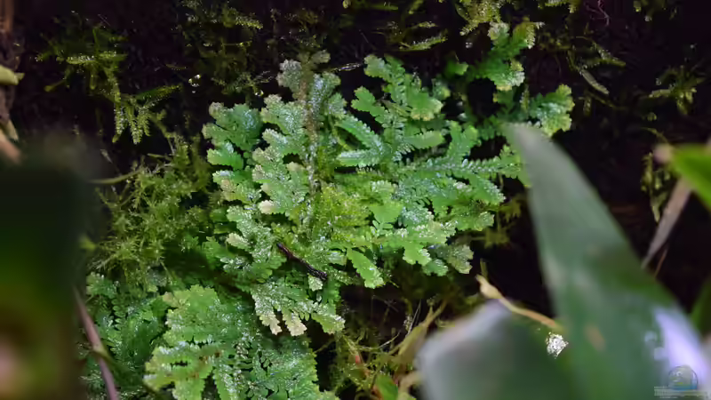 Pflanzen im Terrarium Amazonas von Junglist (28)